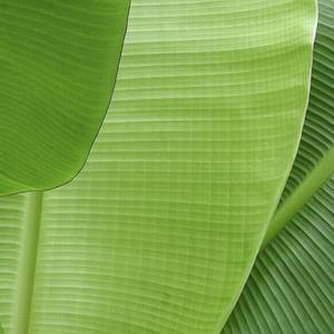 Plátano seco barato + 0084 845 639639 - Product Image 2