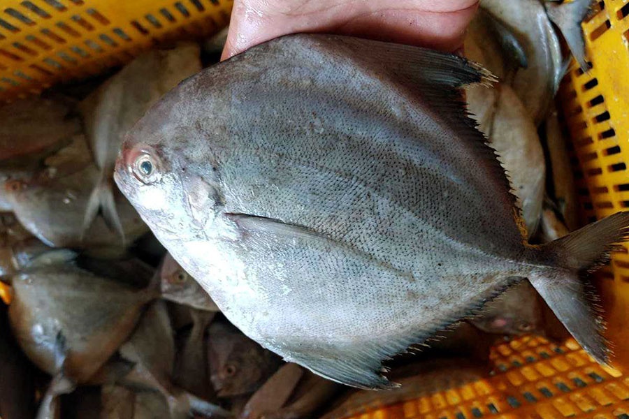 Frozen Horse Mackerel / Fish From Vietnam Cheap Price