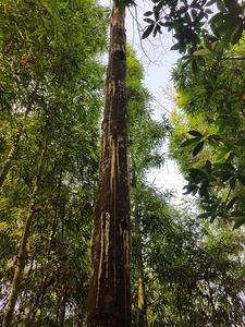 100% Pure Benjoin Siam Résine Gomme/Styrax Benjoin Huile Essentielle/Vietnam Top Benjoin Siam ( Shyn Tran) - Product Image 6