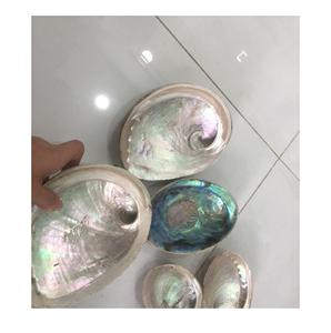 Coquille d'abalone multicolore en coton, coquillage naturel de la plage, coquilles de mer du vietnam séchées et nettoyées (), 99 données en or - Product Image 1