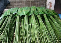 Feuilles de Dong fraîches de haute qualité pour gâteau Chung, provenant d'un fournisseur vietnamien, prix compétitif 2022