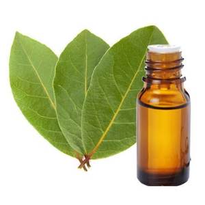 Fabricante directo 100% aceite esencial de cilantro natural prensado en frío a granel suministro al por mayor - Product Image 1