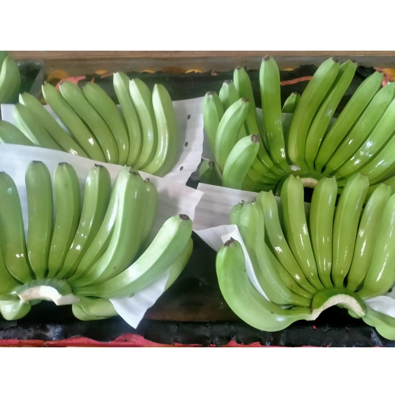 Cavendish กล้วย100% กล้วยสดทำในเวียดนามขายส่งพืชใหม่ล่าสุดรสหวานธรรมชาติ