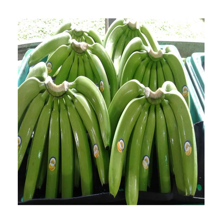 Organic Cultivation Type Green Color AA Grade Sweet Taste Certification Fresh Cavendish Banana