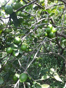 Lima fresca sin semillas con frutas de primera calidad - Product Image 4