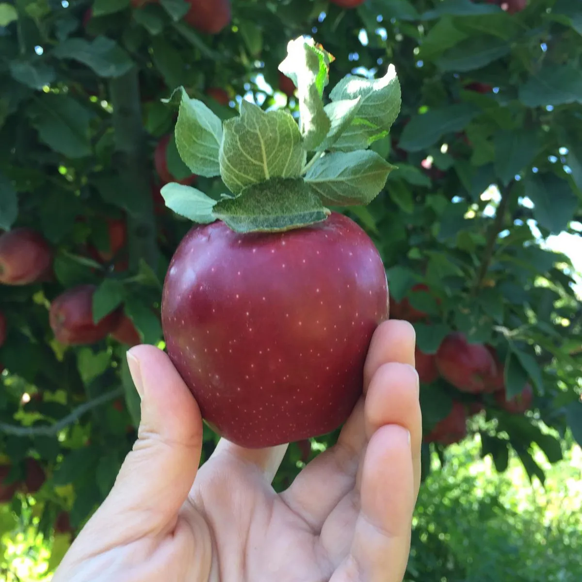 Yüksek kaliteli kırmızı lezzetli elma STARKING elma-kırmızı elma-organik türkiye