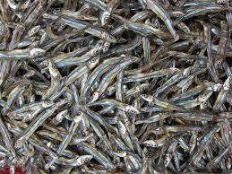 Poisson brochet - Product Image 5
