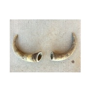 Paire de cornes de buffle naturelles anciennes, cornes de vache, meilleures ventes, décoration d'hôtel, meilleur design pour produit phare