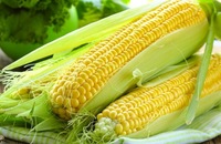 Maïs sucré frais de haute qualité du Vietnam, certifié ISO, toute l'année, type NIRA, approvisionnement en vrac, marque KME, maïs entier jaune/blanc 9cm