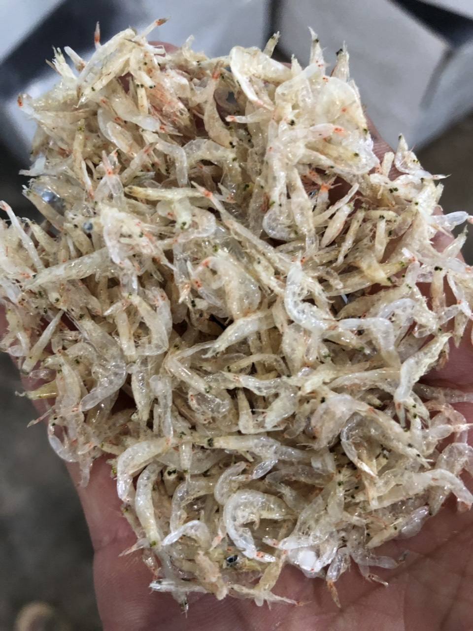 Baby Small Shrimp Dried (Acetes Japonicus) From Vietnam Certified