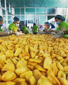 Jackfruit orgánico congelado de alta calidad 2021 de cartón de agua de Vietnam proceso IQF dados en rodajas enteros dulces patrones a la mitad a granel - Product Image 4
