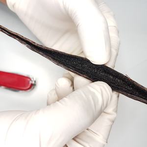 Haricots de vanille bordeaux [nouvelle culture] dosettes de vanille NON-GMO entièrement biologique de 15 à 20cm de Long - Product Image 2