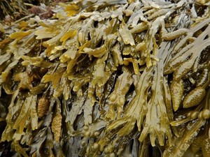 Sargassum สาหร่ายผง Sargassum ผงจากเวียดนาม-เคธี่ + 84795877933 - Product Image 4
