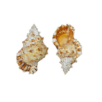 Lot de 100 coquillages d'escargot à rayures Turbo, coquilles de mer naturelles, en vrac