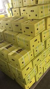 Gingembre jaune frais biologique naturel d'Afrique du Sud 10 kg Gingembre vieilli - Product Image 3