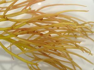 Gracilaria de Vietnam / Gracilaria Blanca de Kerping / Holiday - Product Image 3