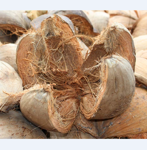 MEJOR FIBRA DE COCO/FIBRA DE CERDAS/CEPILLO DE DIENTES COIR DE VIETNAM - Product Image 1