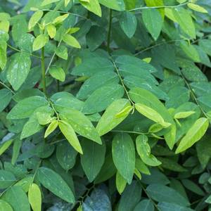 Ventas calientes para la hoja andrógina de Sauropus seca con la calidad de exportación más alta del proveedor de Vietnam - Product Image 6