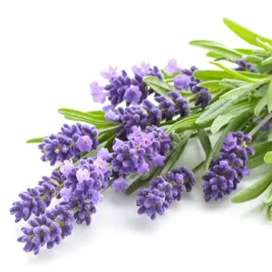 Skin Nourishing Private Label Flower Oil Fragrance Oils of Lavender Manufacturer for Lavender Organic Essential Oil