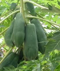 IQF <b>Green</b> Papaya/<b>Green</b> Pawpaws From Vietnam - Product Image 6