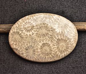 Fósil Coral cabujón AAA +, Gema de Coral fósil para joyería, todos los tipos, formas mezcladas para diseño de joyería, precio al por mayor, fósil - Product Image 3