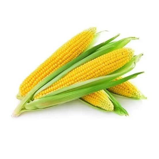 Reich an hochwertigem gelbem Mais bester Qualität getrockneter gelber Mais bei Großhandel Exporteur aus Indien
