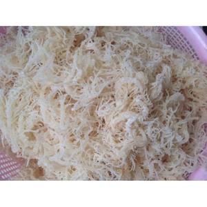 High Quality <b>Dried</b> Irish <b>Moss</b> Seaweed/ Cottonii Seaweed (Hot Price) - Product Image 2