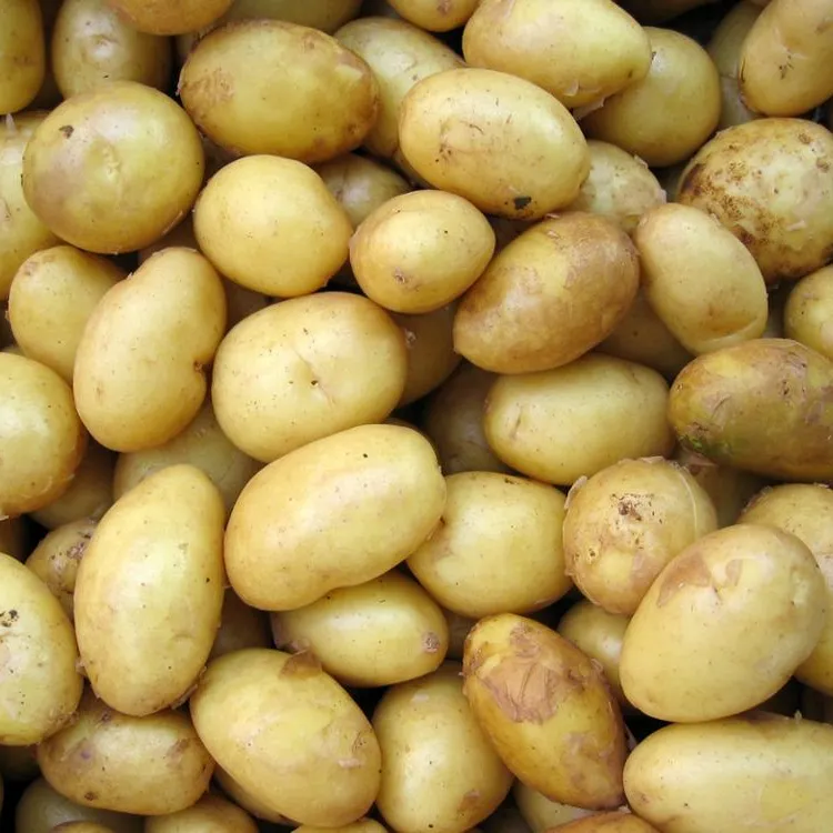 Patates patates tedarikçileri sipariş/tüm satış satın gıda sınıfı en iyi sınıf Iqf hollanda 2022 mahsul patates taze sebze