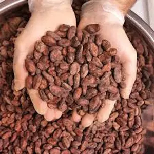 2021销售最好的批发价可可豆，每50千克袋出售可可豆，干制可可豆，干制发酵可可豆价格便宜