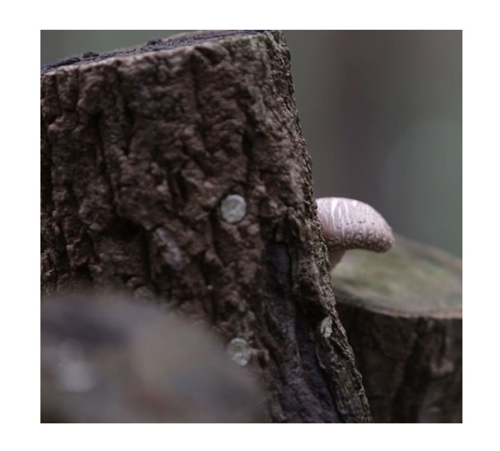 Nutritional Korean healthy supplements Bulk Dried Shiitake Mushrooms