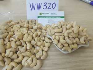 เมล็ดมะม่วงหิมพานต์เกรดพรีเมี่ยม WW320 WW240แบบเวียดนาม - Product Image 2
