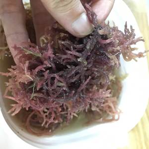 Musgo de mar dorado y morado, musgo irlandés, Exportación de VIETNAM/ámbar + 84383004939 - Product Image 2
