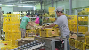 Meilleure vente de durian congelé de haute nutrition organique IQF durian de qualité d'exportation du Vietnam - Product Image 4