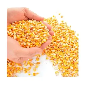 Yellow corn is use as food for animals / Dried corn seed at cheap price Vietnam