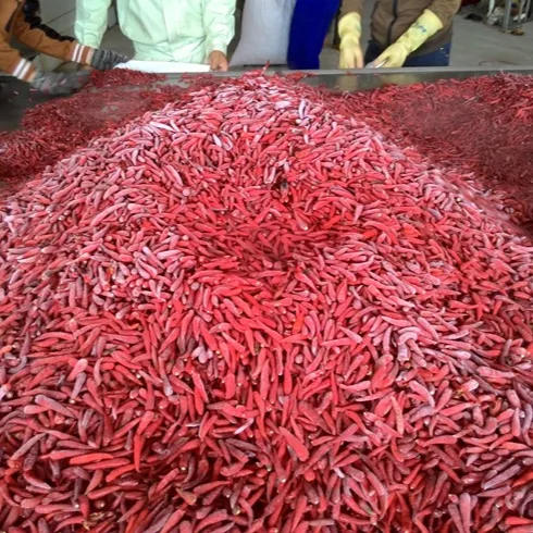 Chilli vermelho congelado pimenta vermelha do vietnã, chili vermelho congelado sem haste