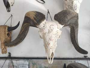 งานแกะสลักกะโหลกศีรษะของแกะ ศิลปะพื้นบ้าน ไม้คุณภาพสูง แกะสลักละเอียด 100% ทำด้วยมือในบาหลี - Product Image 2