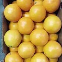 南アフリカのバレンシアオレンジ
