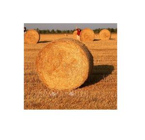 DRIED <b>RICE</b> STRAW BEST PRICE HIGH QUALITY HAYS HAYSTACK RICESTRAW VIETNAM // Rachel: +84896436456 99 Gold Data - Product Image 2