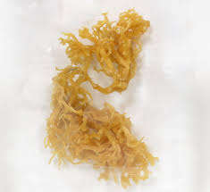 ต้นมอสจากทะเลแห้งไอริชจากเวียดนาม /ms ลิลลี่ + 84 906927736 - Product Image 4