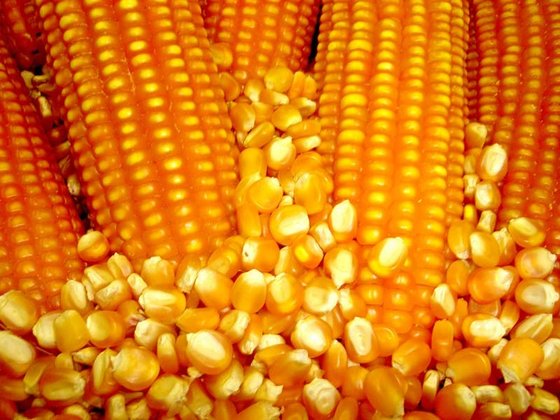 Supply Animal Feed Yellow Corn From Viet Nam / Quality Yellow Corn - THOMAS +84961478592