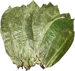 Organic Herbs Dried Soursop Leaves//Graviola Leaf - Product From Vietnam // Ms. Esther (WhatsApp: +84 963590549)