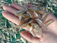 Sundried Sprat Fish from Vietnam, Salt-Preserved and Affordable