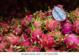 Nouvelle récolte de fruits du dragon de haute qualité et au meilleur prix MS.HOLIDAY - Product Image 5