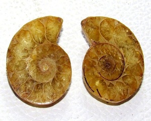 Ammonite fossile coquille paire lisse plaine fantaisie forme lâche pierre précieuse cabochon brillant fabrication de bijoux naturel qualité étonnante - Product Image 1