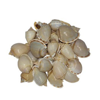Matériel de coquillages de cauris tigrés, coquillages de cauris en gros