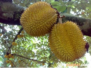 <span class=keywords><strong>Frutta</strong></span> di <span class=keywords><strong>DURIAN</strong></span> congelata per la vendita // esportazione di un mese di <span class=keywords><strong>DURIAN</strong></span> congelato in VIETNAM // Shyn Tran - Product Image 3