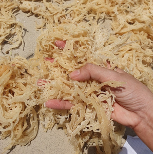 Mousse de mer irlandaise séchée biologique 100% algues saines assaisonnées dans un sac de la mer d'Irlande - Product Image 3