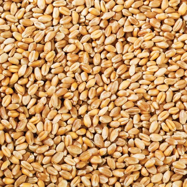 Durum Wheat / Hard Wheat / Canadian Quality Durum Wheat