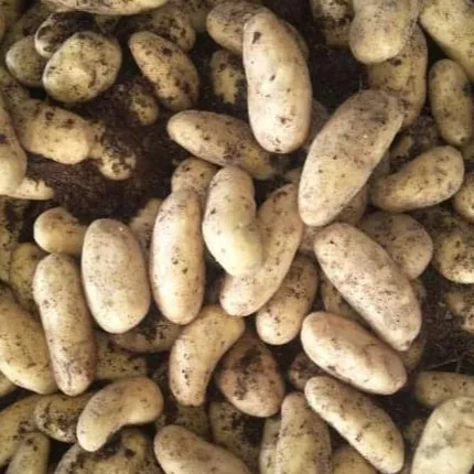 Potato Product Type and Common Cultivation Type fresh potato factory