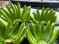 Plátano Cavendish Verde Fresco de Alta Calidad Hecho en Vietnam